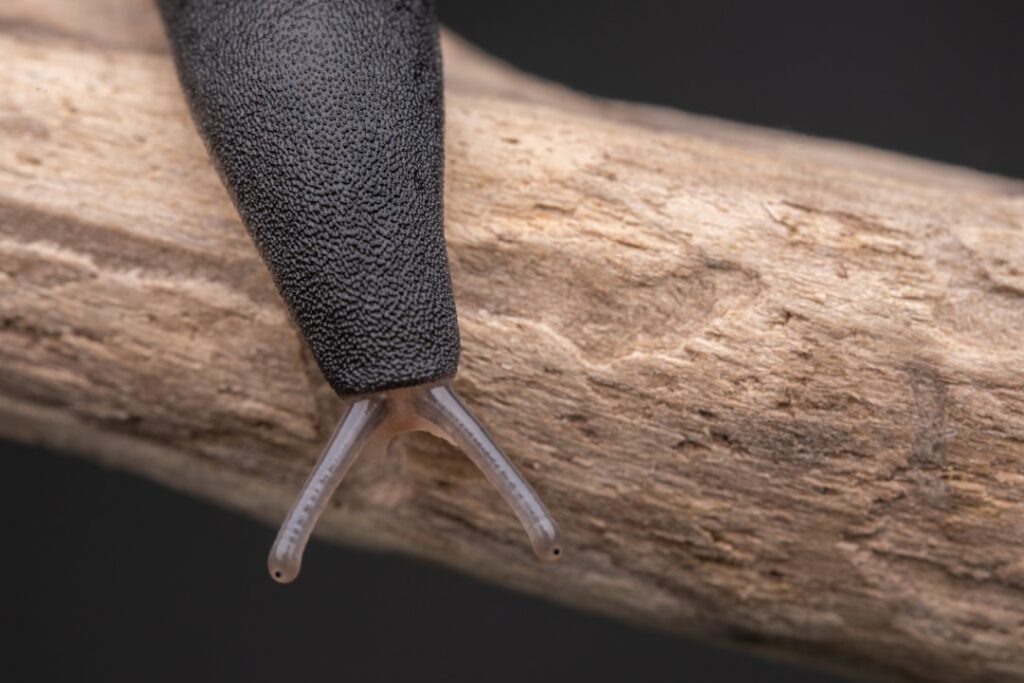 Photo repair table leg