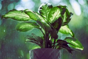 Photo plant care purifies air