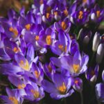 Photo garden with colorful flowers