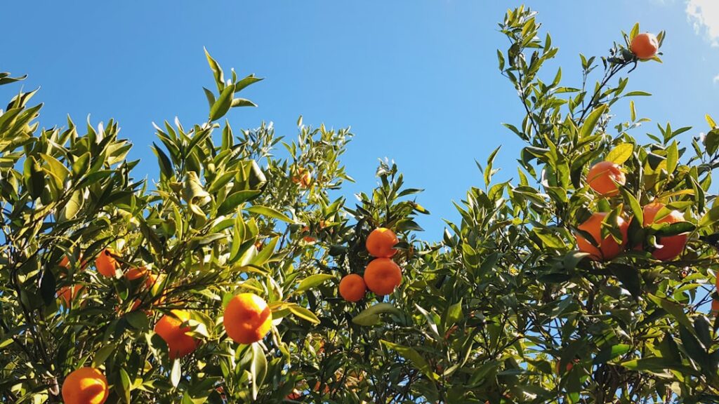 Photo planting fruit trees