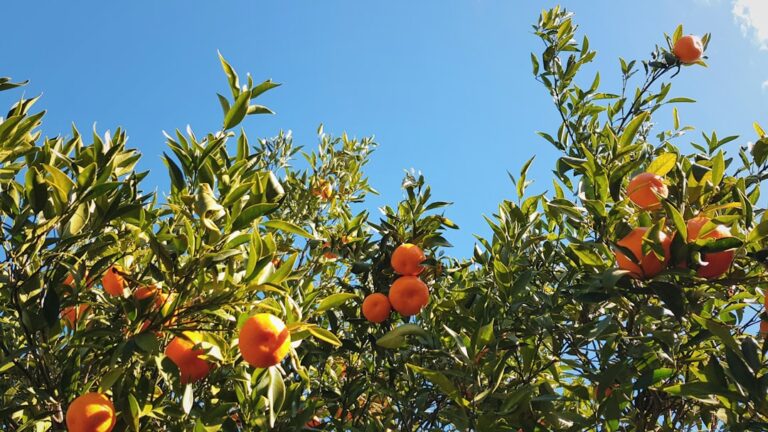 Photo planting fruit trees