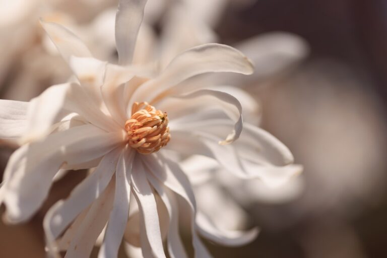 Photo planting flowers for bees