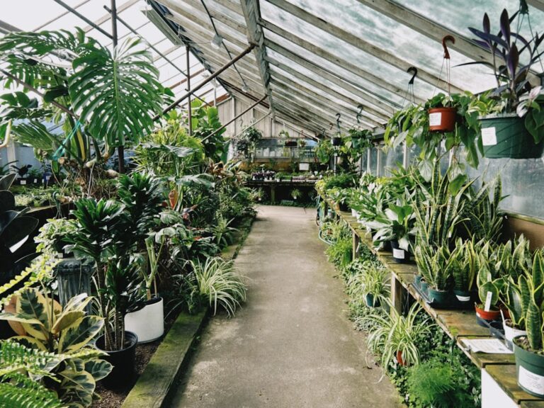 Photo choose plants for a sunny garden