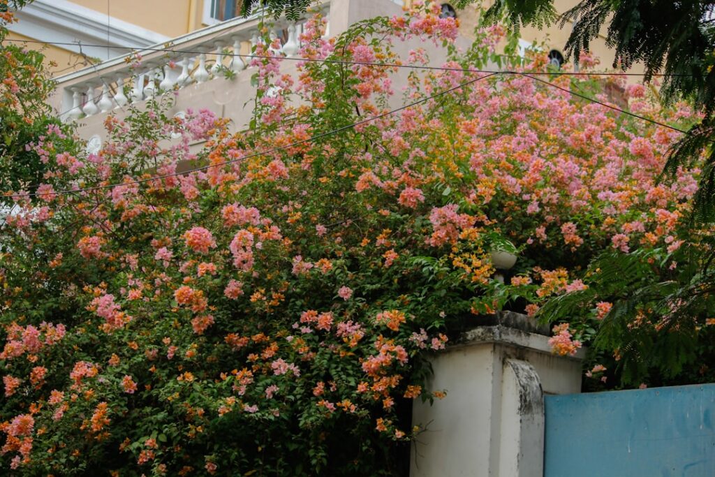 Photo balcony garden