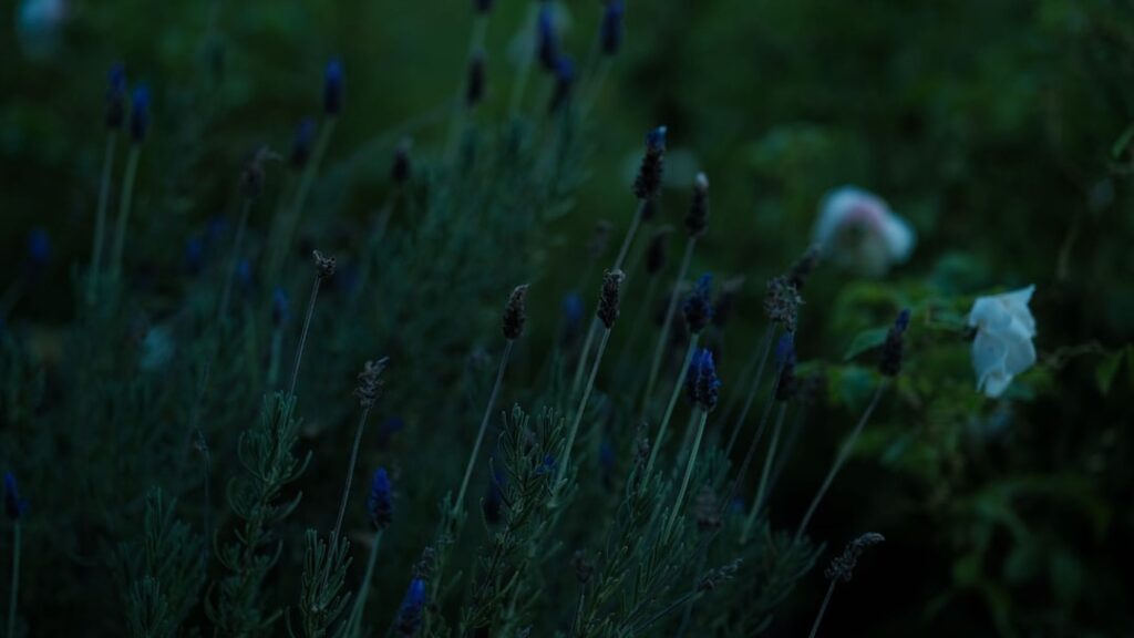 Photo garden with aromatic plants