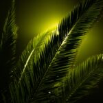 Photo ambiental light