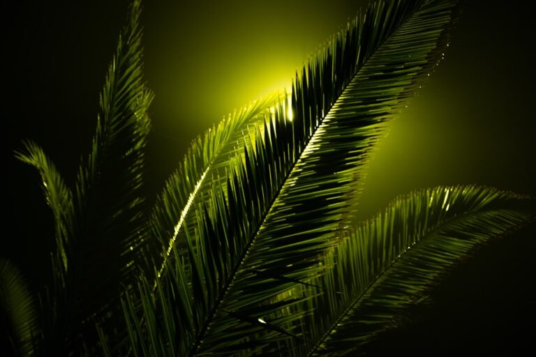 Photo ambiental light