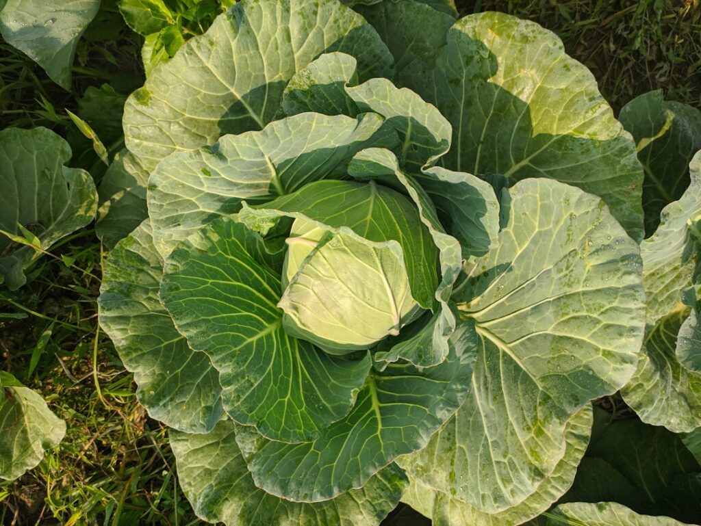 Photo plant vegetables