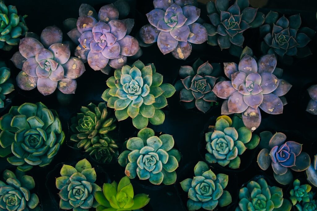 Photo succulent plants