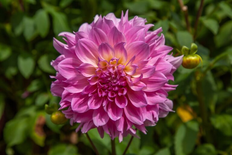 Photo garden of perennial flowers